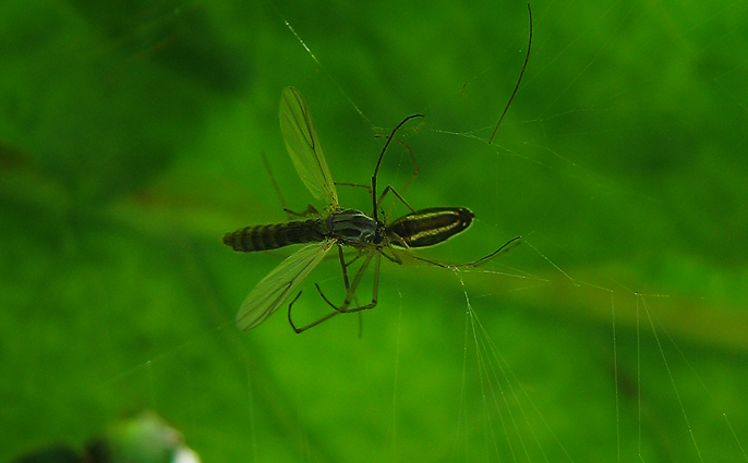 Другой паук ест комара