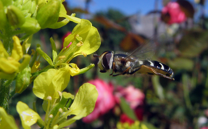 Полет пчелы над цветком