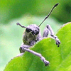 показать фотографию - Ленивый любопытный жук